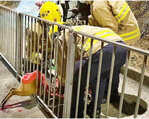 消防員到場拯救赤麂。「香港動物報」fb圖片
