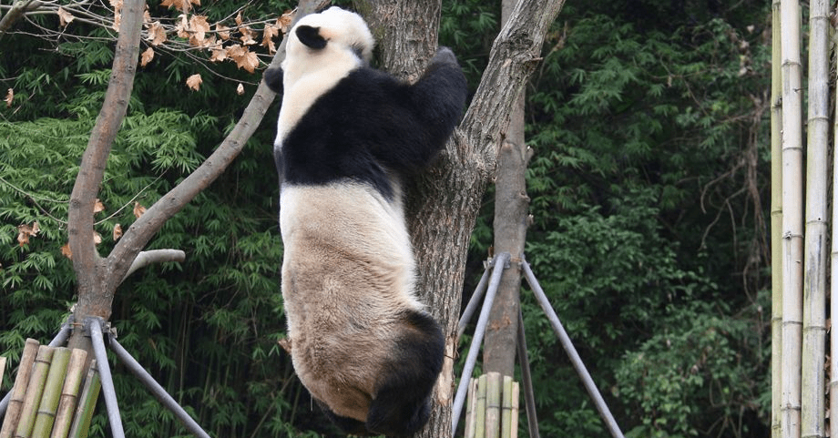 大熊猫「融融」生前照片。中国大熊猫保护研究中心