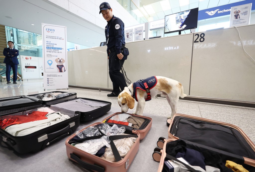 仁川国际机场部署床虱检疫犬。网上图片