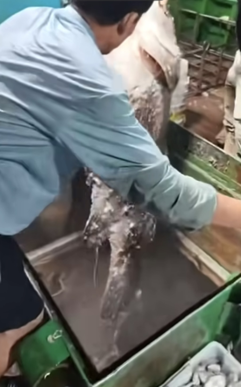 福建男子捕獲巨型石斑「魚王」。微博@觀泉州