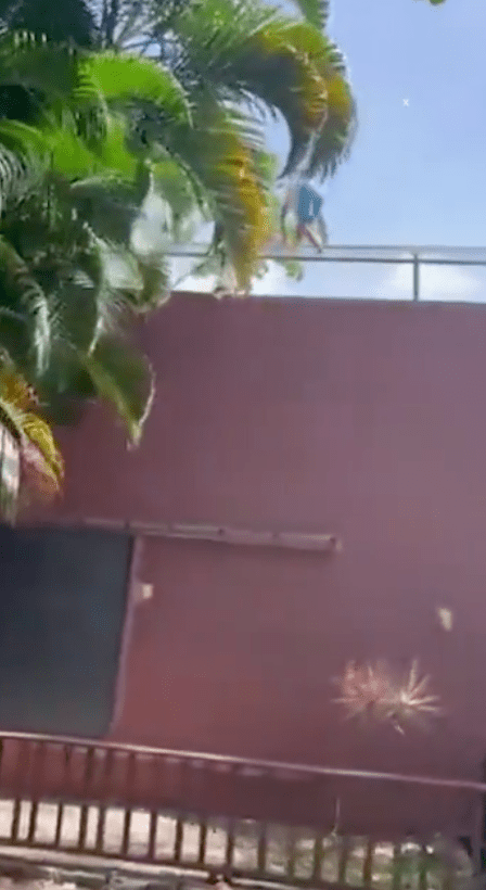 19歲青年馬查多翻越6米高牆闖入阿魯達卡馬拉公園動物園的獅子展區，當場遭母獅撲擊咬死。X@TrueCrimeUpdat