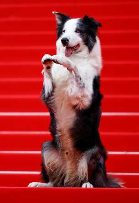 去年勇奪狗狗金棕櫚獎的《墮下的對證》狗狗Messi，今年依然是康城紅地氈上的風頭躉。（路透社）