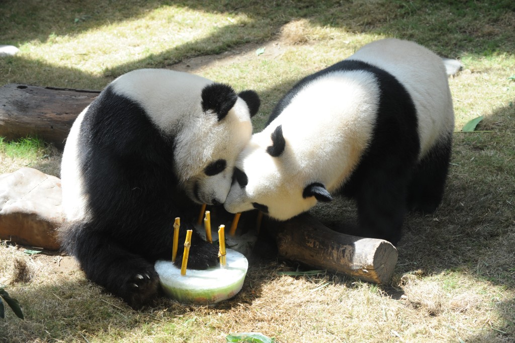中央时隔17年再次送赠香港大熊猫，亦是回归以来第三对由中央送赠的大熊猫。图为大熊猫“盈盈、乐乐”