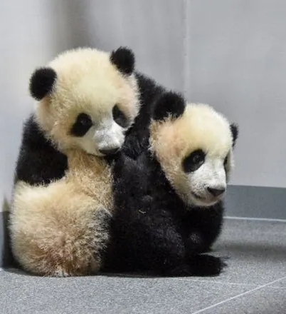 大熊貓「曉曉」和「蕾蕾」。 資料圖 大熊貓「曉曉」和「蕾蕾」。 資料圖