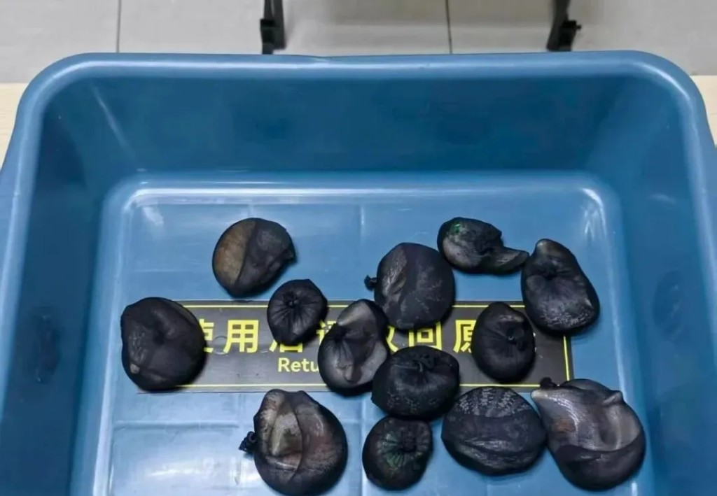 黑色网袋内藏活蜥蜴。 海关发布 黑色网袋内藏活蜥蜴。 海关发布