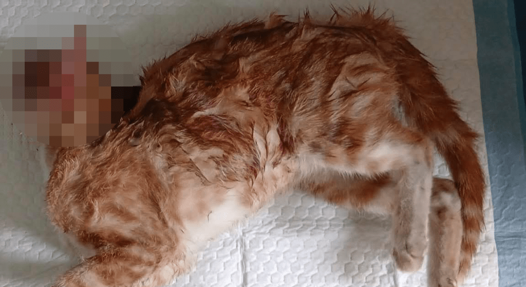 阿棍屋將貓貓安排獨立火化，希望牠可以不再痛苦。fb「阿棍屋」圖片