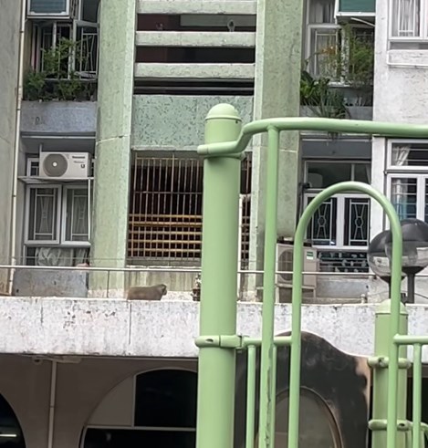 片中的猴子相當頑皮。fb「將軍澳主場」截圖 片中的猴子相當頑皮。fb「將軍澳主場」截圖