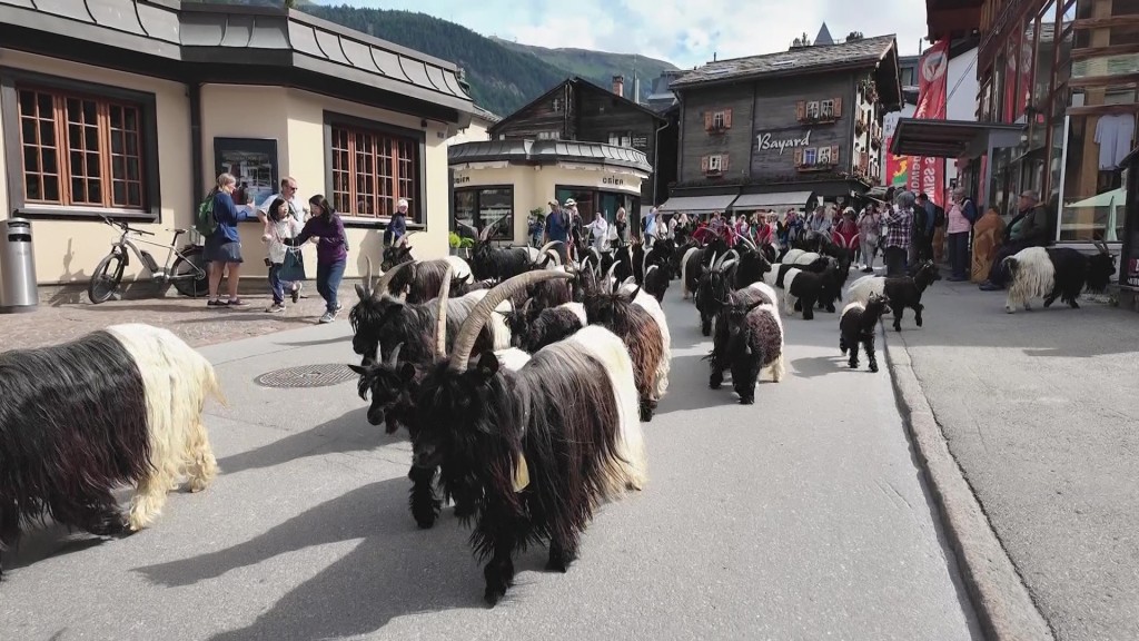 无车小镇策马特（Zermatt）街头有牧羊人放羊。