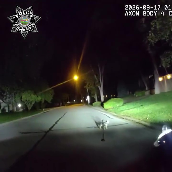 醒目汪星人深夜狂吠拦警车,引警员回家救跌倒受困3小时主人。 醒目汪星人深夜狂吠拦警车,引警员回家救跌倒受困3小时主人。