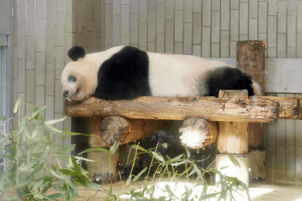 大熊猫「香香」将回到中国。