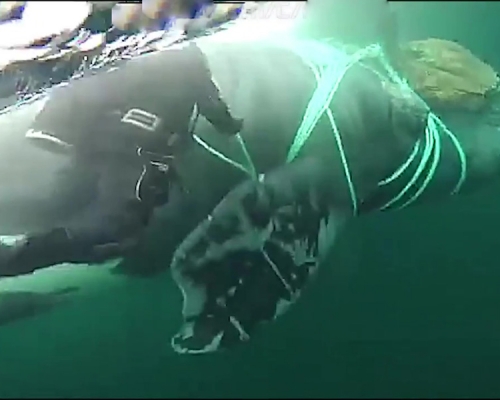 长须鲸被渔网缠住无法游动，当局派出潜水员帮助鲸鱼脱困。（网图）