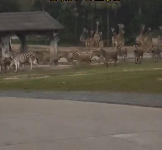 廣州長隆動物園數十隻斑馬、長頸鹿「喪跑」避雨。