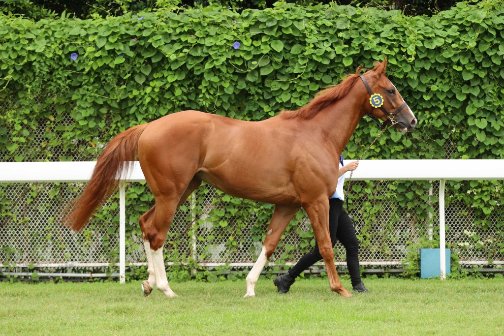 編號5拍賣馬來自法國，父系為「展雄才」(Showcasing)的栗色閹馬。