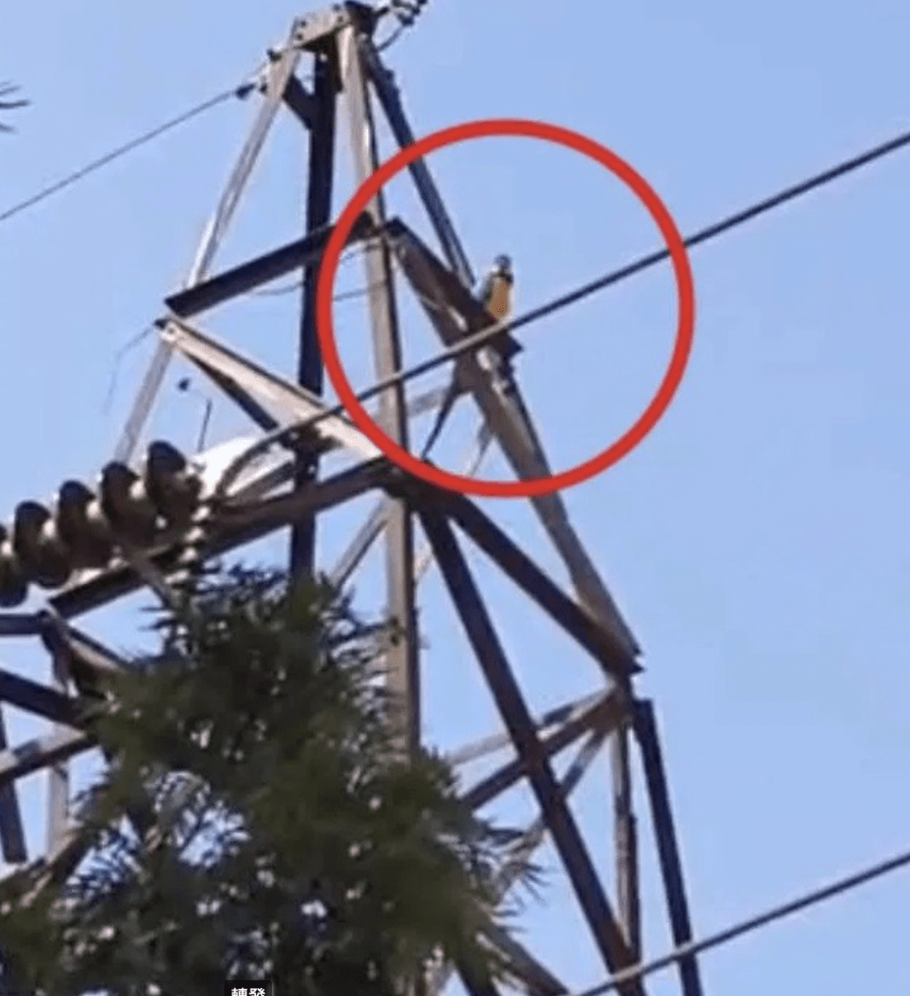 涉事金剛鸚鵡。X@prajwaldza 涉事金剛鸚鵡。X@prajwaldza