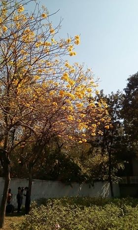 南昌公園黃花風鈴木已經盛放。讀者Kwok Shun Nok Harry提供