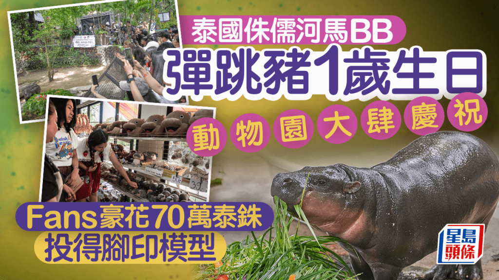 泰國人氣河馬彈跳豬1歲生日 鐵粉花近17萬投得腳印模型
