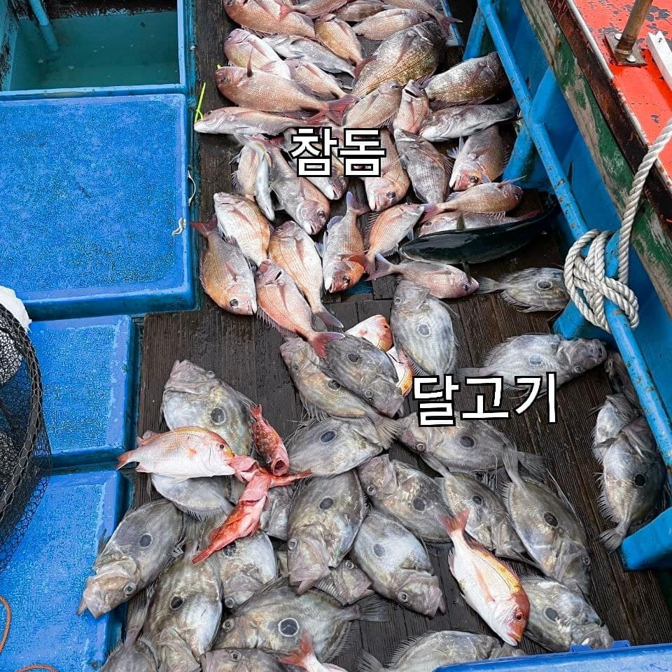 地下放滿海魴及多利魚等海魚。