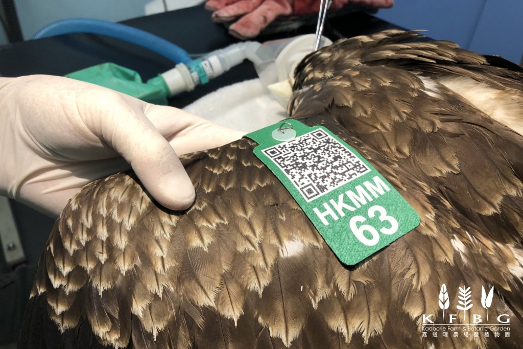兽医为麻醉中的小新安装翅膀标签「63」。fb：嘉道理农场