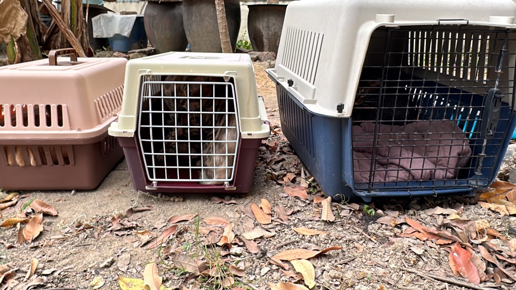 李女士的6隻愛貓要分數個籠才可救出安全位置。劉漢權攝