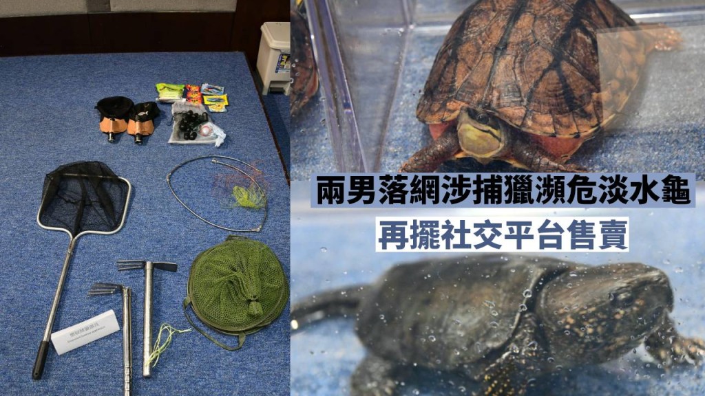 兩名男子涉嫌捕獵瀕危淡水龜售賣落網。