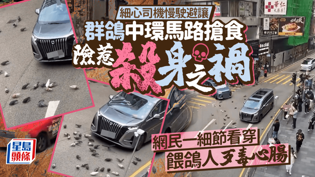 細心司機慢駛避讓 群鴿中環馬路搶食險惹殺身之禍 網民一細節看穿餵鴿人歹毒心腸｜Juicy叮
