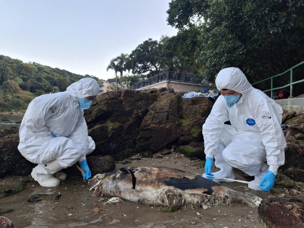 屯門咖啡灣發現一具江豚屍體。香港海洋公園保育基金提供