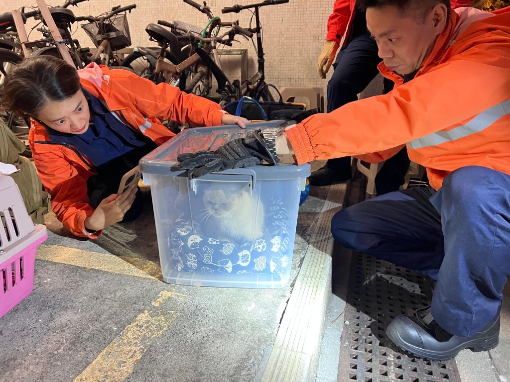 愛協共協助消防處理過136隻生還動物，及45隻已離世的動物。愛協提供圖片