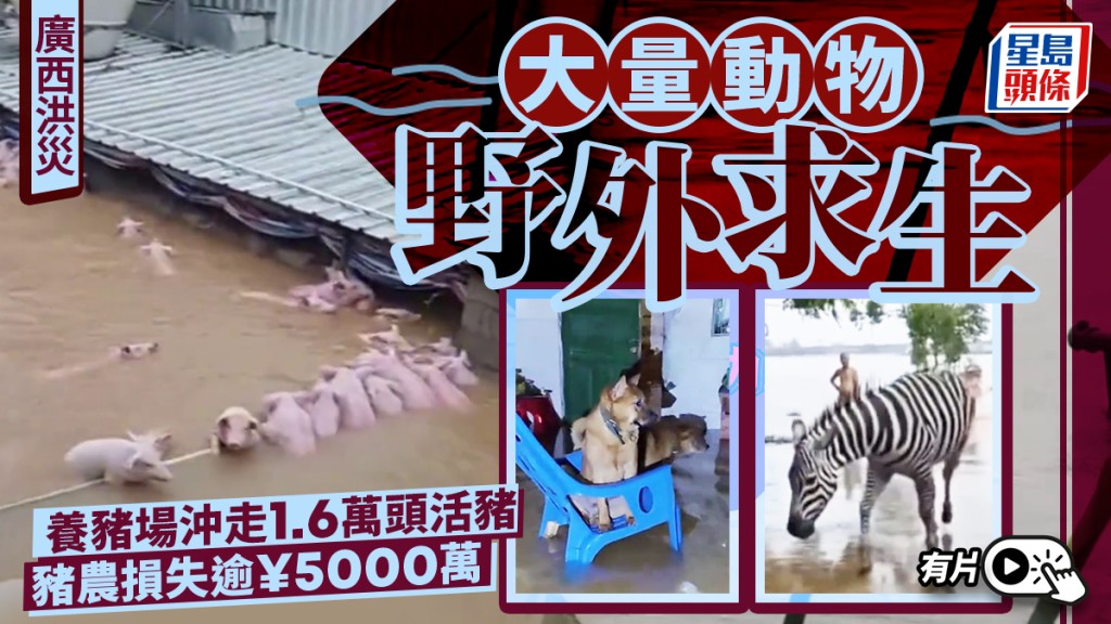 廣西洪災｜動物求生畫面瘋傳  動物園逾百動物沖走急發「尋獸啟事」｜有片