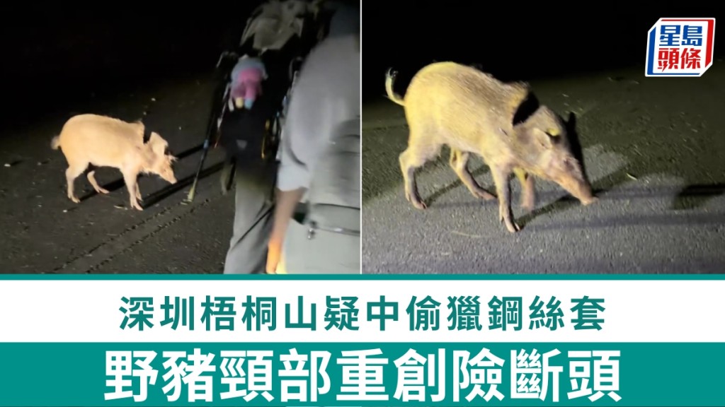深圳梧桐山野猪颈部重创险断头，疑中偷猎钢丝套惹网民心酸。