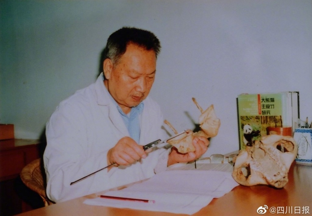 胡錦矗曾擔任中國保護大熊貓研究中心第一任主任。網圖