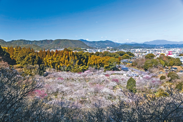 春日置身佐贺县御船之丘梅林，举目尽是漫山遍野的梅林胜景。