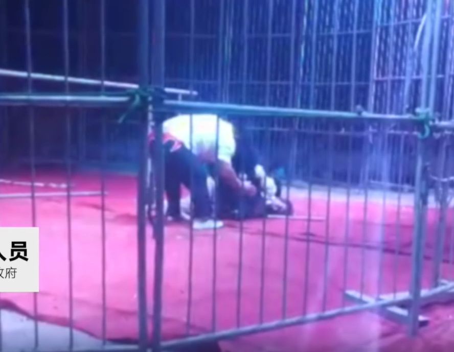 涉事黑熊在表演時突然撲向及撕咬馴獸師。影片截圖