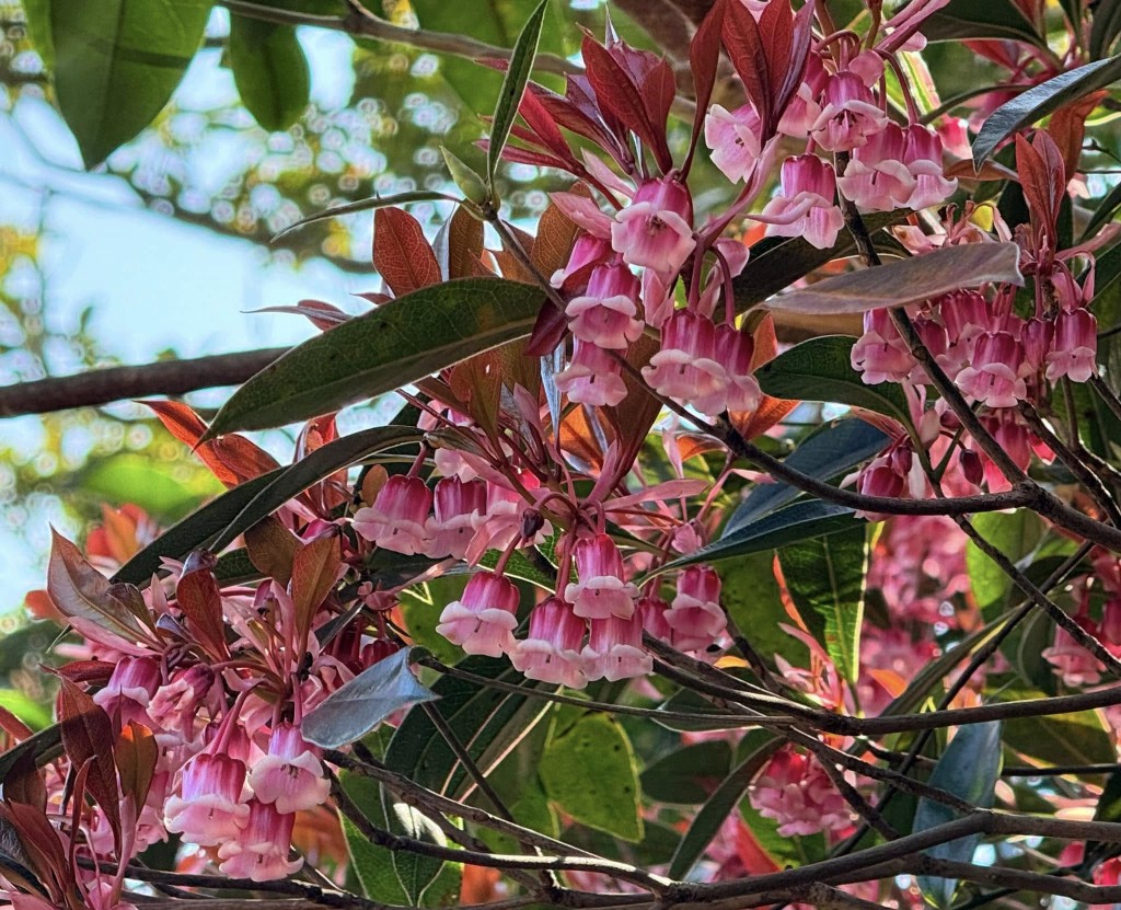 吊鐘花花瓣前端呈淡粉色並向外反捲。圖片授權Ｗinnie Lam