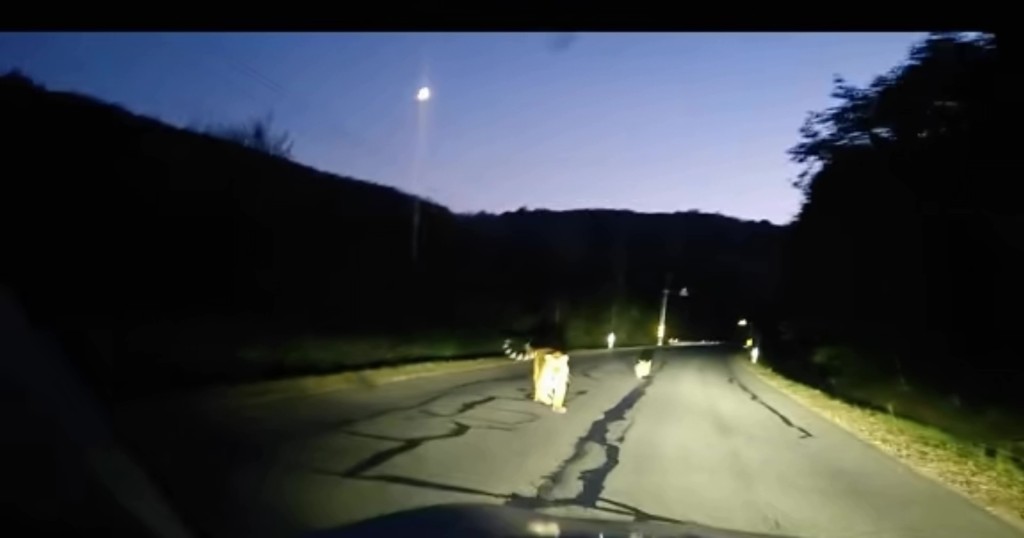 吉林一修車師傅夜遇虎群，一大四小在路上蹦跳。
