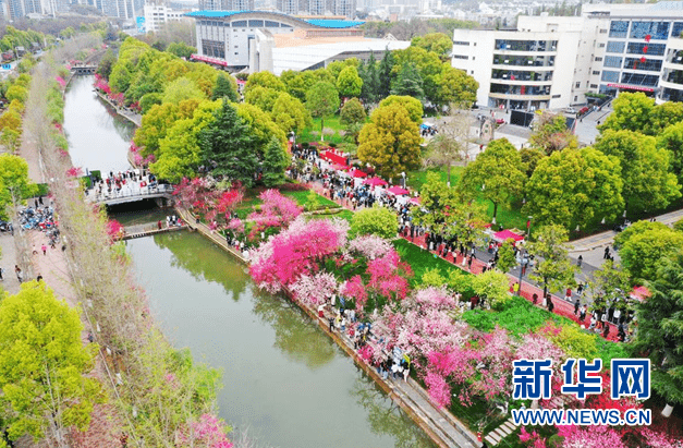湖北宜昌三峽大學舉行第9屆「桃花文化節」。新華網