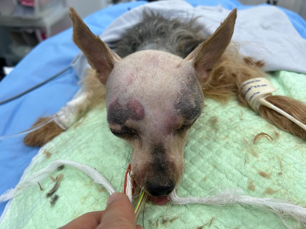 约瑟爹利严重受伤。fb「NPV非牟利兽医服务协会」图片