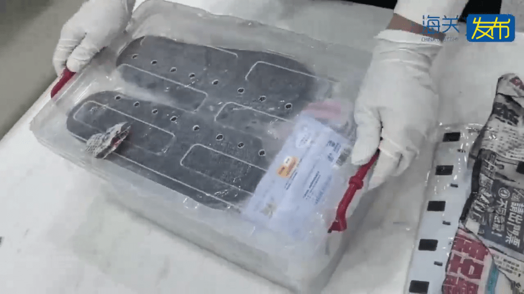 男子拱北口岸过关神色异常遭截查，关员检出50只活体蜥蜴。 