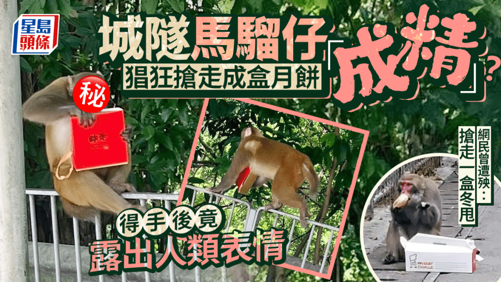 城隧馬騮仔「成精」？ 猖狂搶走成盒月餅 得手後竟露出人類表情