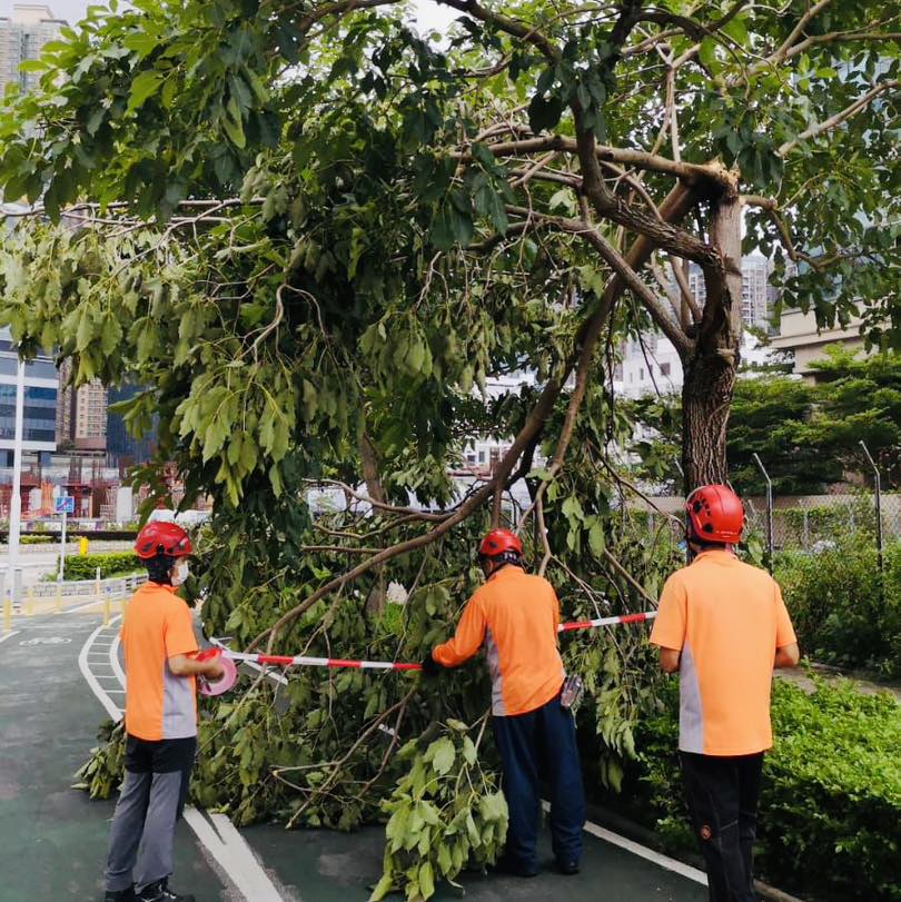 在天文台下午4时20分改发三号强风信号后，树木管理部门随即在各区展开台风后的巡查工作。发展局fb