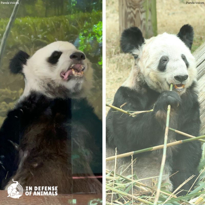 动物保护组织发布图片，呼吁关注大熊猫丫丫和乐乐状况。
