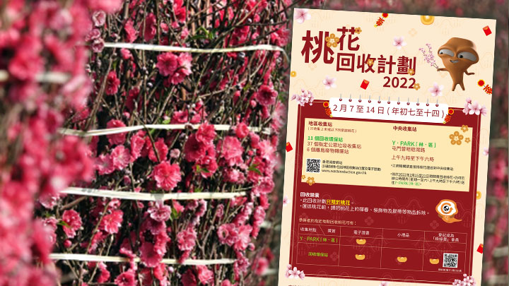 環保署將於年初七起回收桃花。
