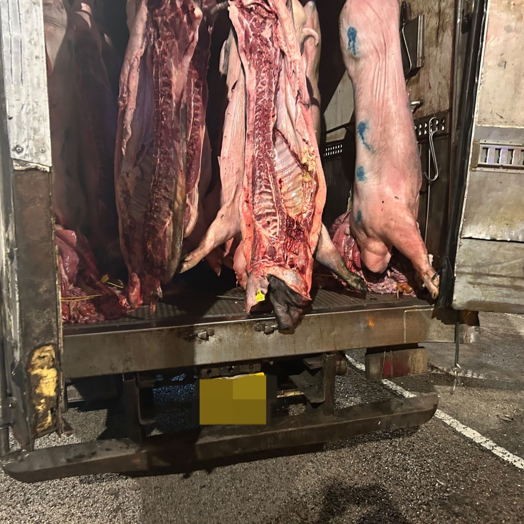 車上運載的30多具豬殼大致無恙,未有散落路面。蔡楚輝攝 車上運載的30多具豬殼大致無恙,未有散落路面。蔡楚輝攝