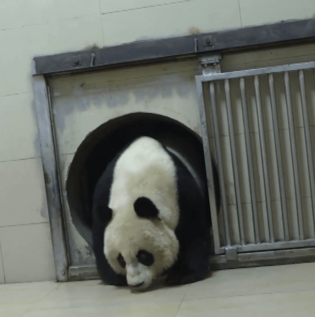 旅美大熊猫「美香」一家三口进入房间。 央视截图
