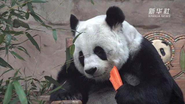 2003年10月，「林惠」与另一只雄性大熊猫「创创」一同被租借给泰国清迈动物园。 新华社
