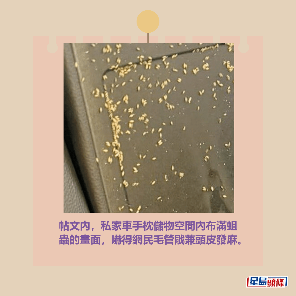 帖文內,私家車手枕儲物空間內布滿蛆 蟲的畫面,嚇得網民毛管戙兼頭皮發麻。Threads截圖 帖文內,私家車手枕儲物空間內布滿蛆 蟲的畫面,嚇得網民毛管戙兼頭皮發麻。Threads截圖