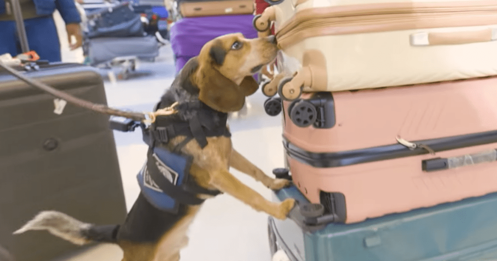 弗雷迪负责在杜勒斯机场执勤。facebook.com/CBPFieldOps 弗雷迪负责在杜勒斯机场执勤。facebook.com/CBPFieldOps