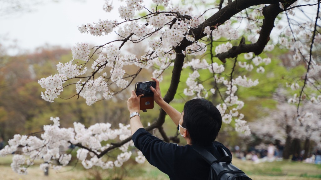  游客在日本东京代代木公园拍摄樱花。 新华社