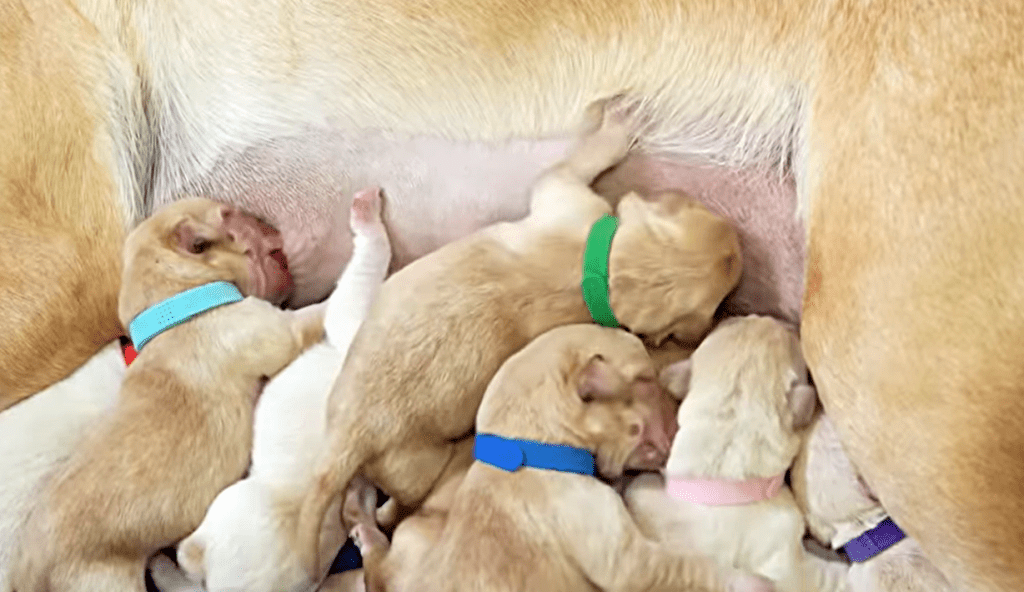 8隻搜查犬BB出世情況。海關影片截圖