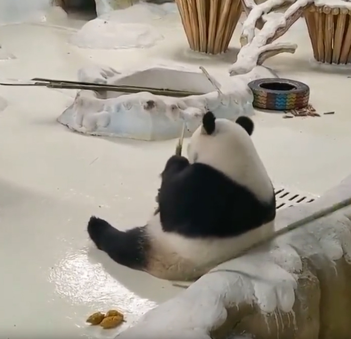 大熊貓「暖暖」食竹筍。 網片截圖