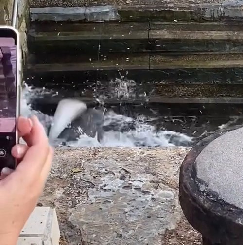 facebook截圖（資料來源：Ken Yu＠facebook筲箕灣西灣河關注組）